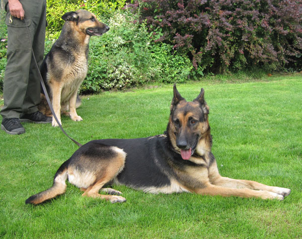 lunita gsd lying down with ted the gsd standing behind her