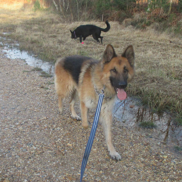 major the german shepherd who steals the meat for dinner