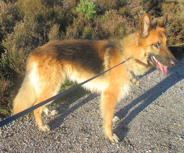 major semi coated gsd