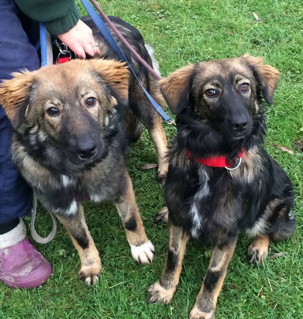 mara and kara 7 month old sisters who are probably Carpathian or Carpathian mix