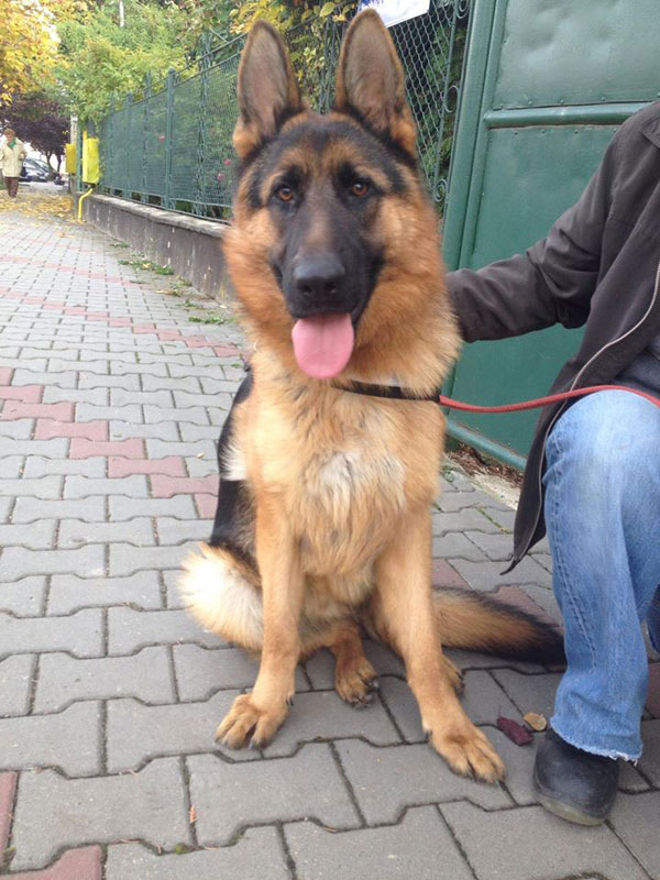 young german shepherd marco is very handsome