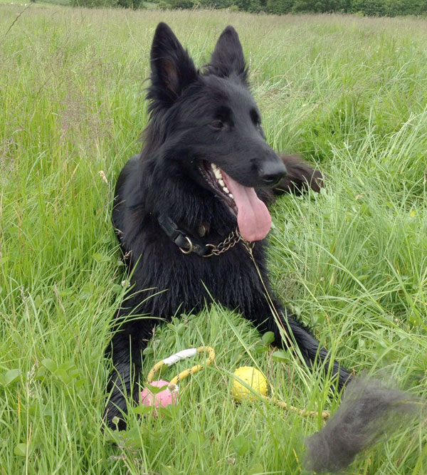 Marley beautiful black long coated GSD