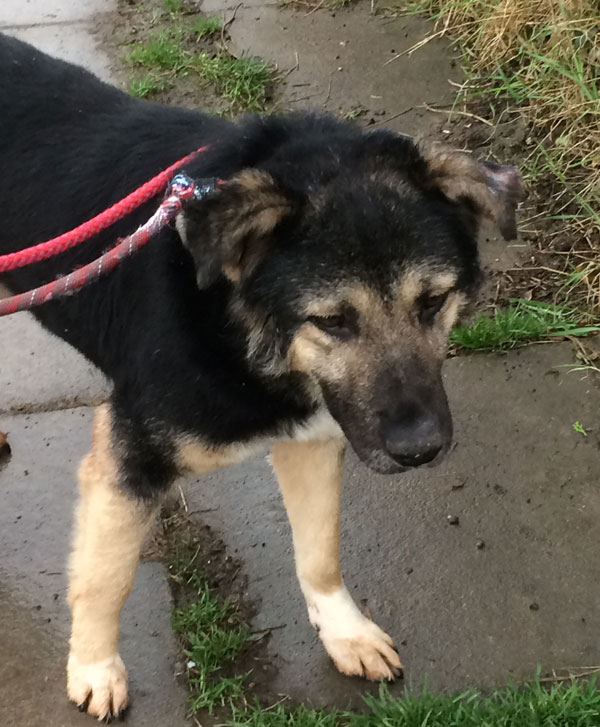 Our handsome older german shepherd Marvin