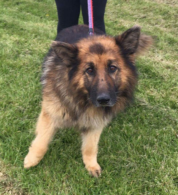 Max the rescue GSD is such a handsome boy