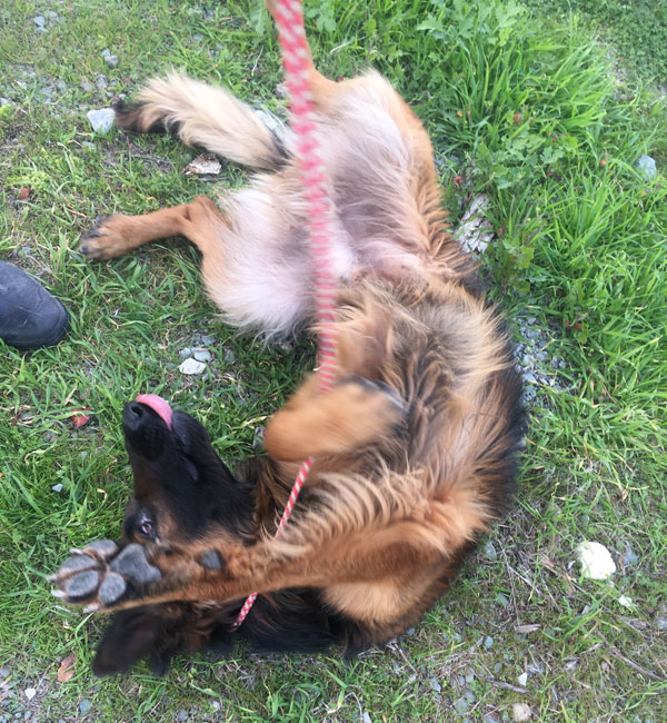 Max loves his tummy tickled.