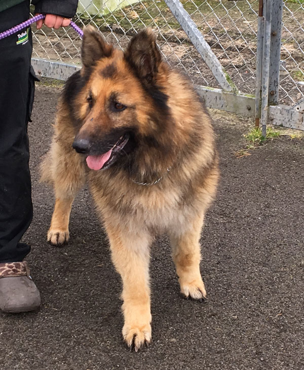 max handsome middle aged german shepherd