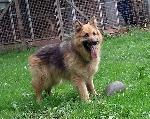 max wants to play with his running egg