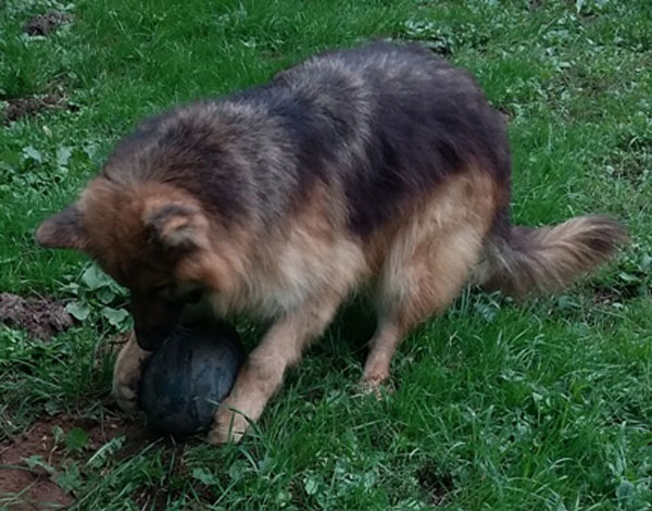 max the gsd just loves his eggball