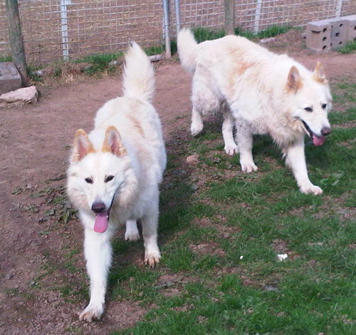 George and Maya two white German Shepherds