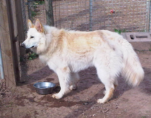 maya white german shepherd