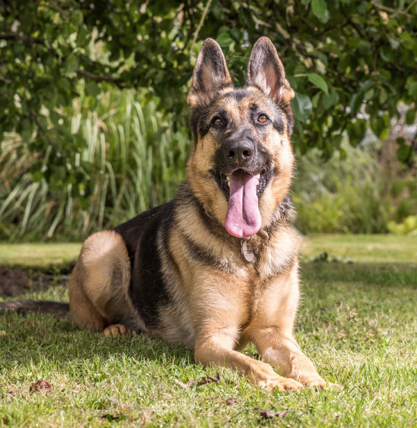 A bouncy young dog who just needs a bit of guidance