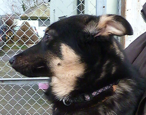 Mellie the GSD cross hoping her new family will come and get her soon......