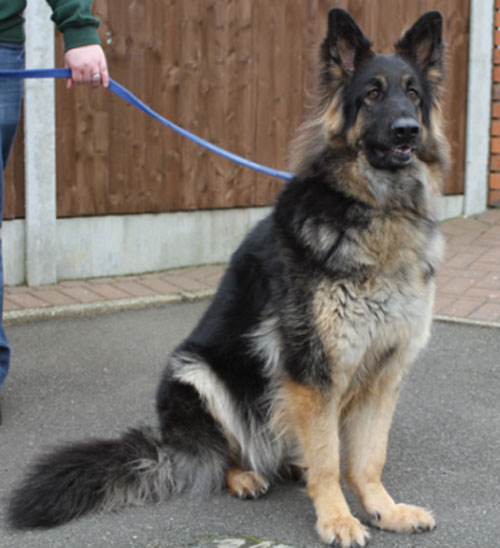 gorgeous big german shepherd millie