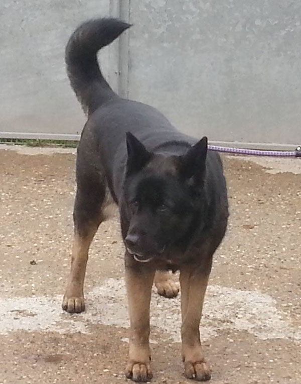 stunning akita german shepherd cross