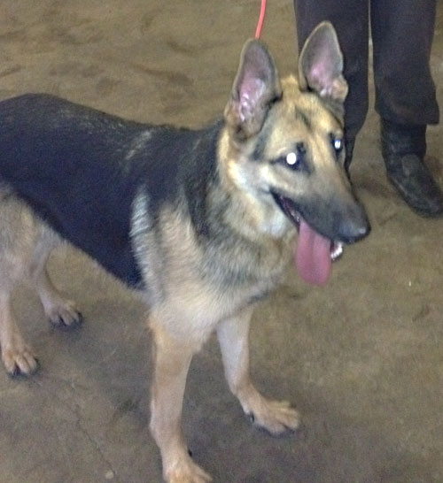 misha the young gsd that was tied up and dumped