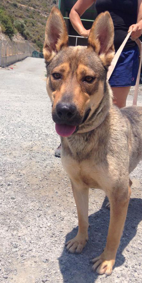 beautiful german shepherd in cyprus