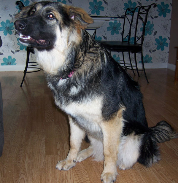 misty very pretty gsd malamute cross