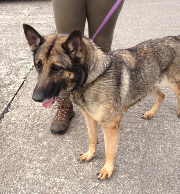 mollie gsd thrown out of a car