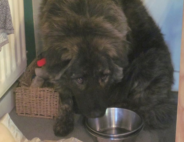 Mowgli has received appalling treatment at the hands of humans in his short life