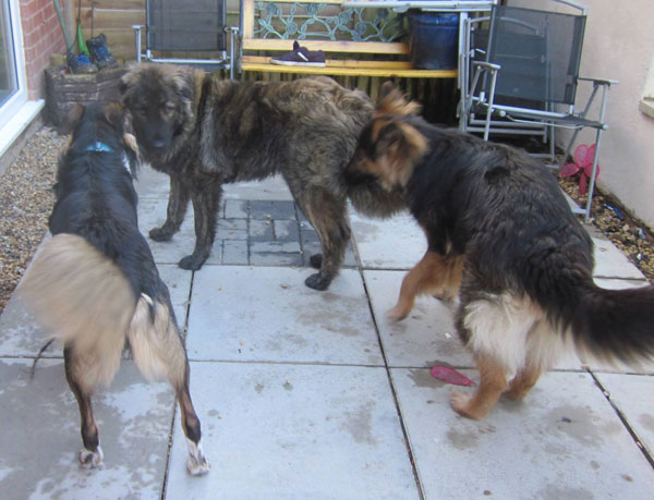 Mowgli meeting German Shepherd friends