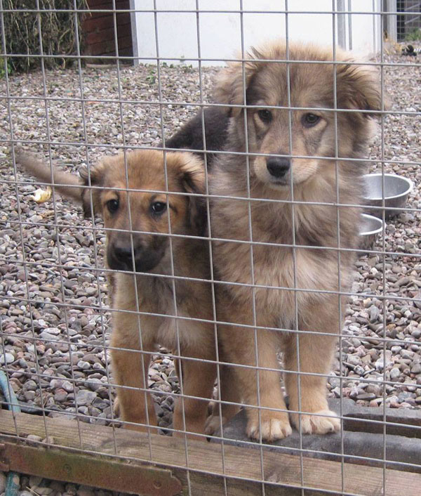 rosie and suzi romanian puppies that have come to the UK