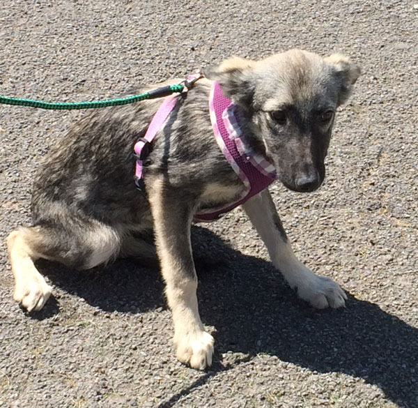 Poor Mya the rescue puppy is so scared and she is only a baby