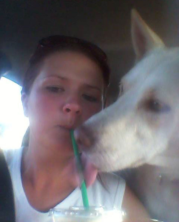 neve white gsd husky cross enjoying banan frappe