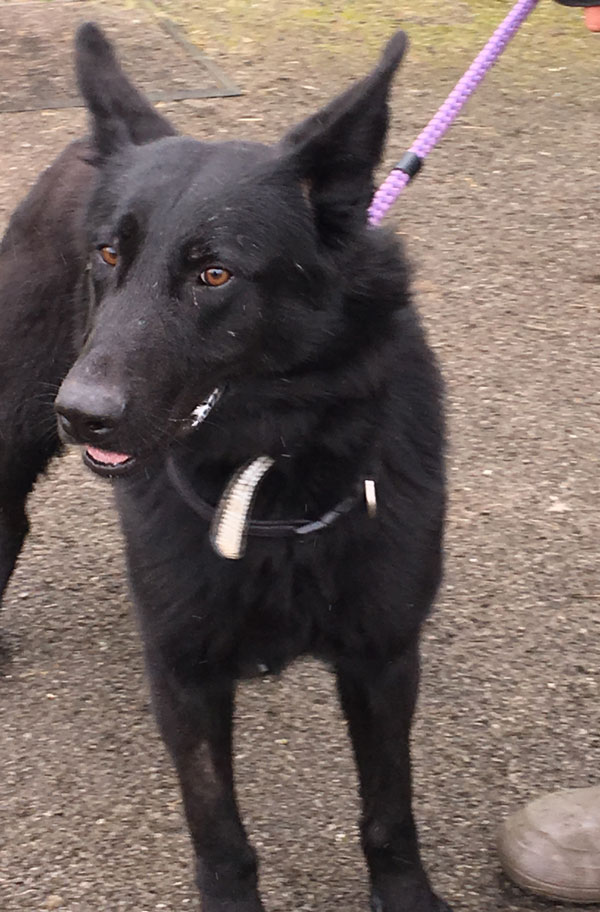 Our beautiful black gsd boy Nikki who just loves to play