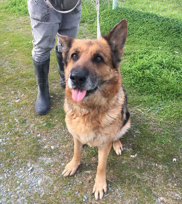 A wonderful friendly, older GSD.