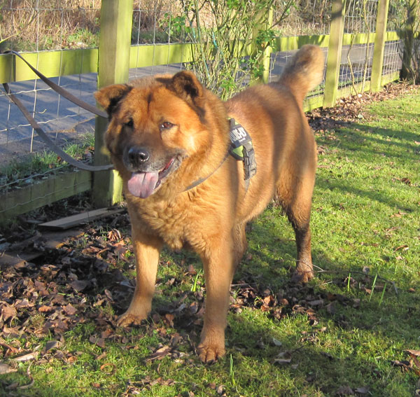 handsome chow chow ginger ninja