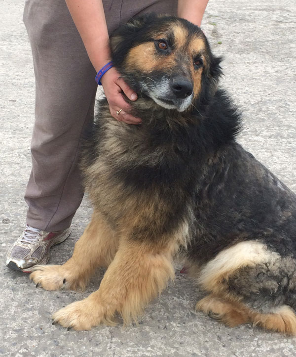 gorgeous Norman an older german shepherd