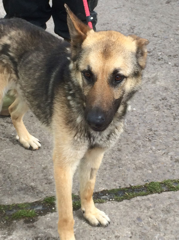 lovely young male german shepherd