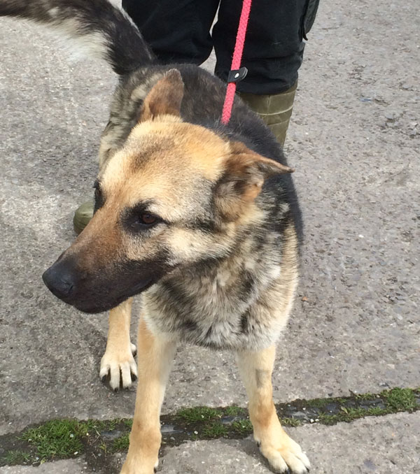 Nula the young gsd is a bit bewildered by his new surroundings at the moment