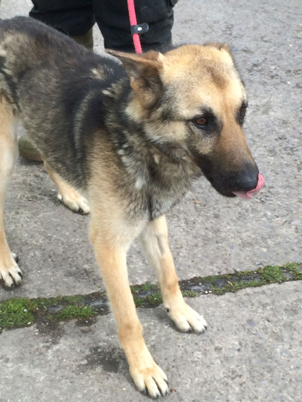 nula the german shepherd needs a new mum and daddy 