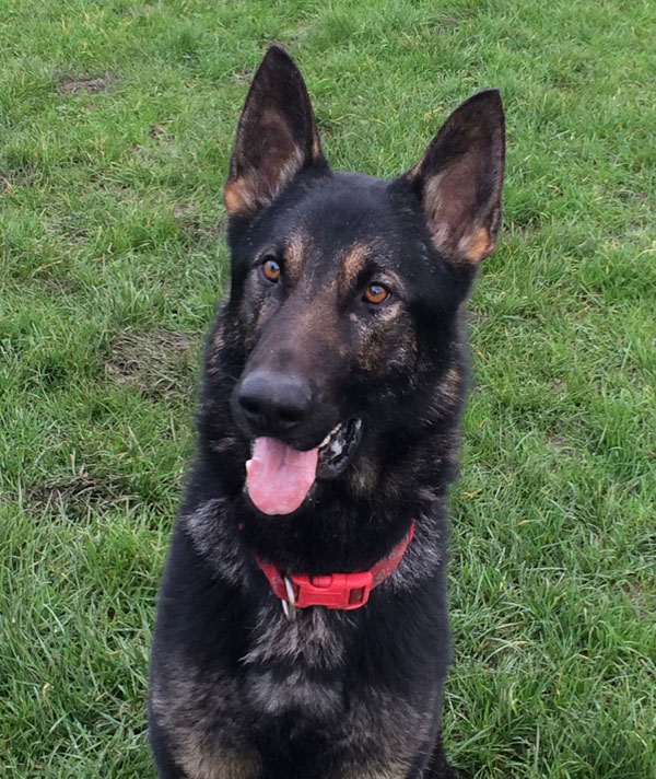 Our very handsome young german shepherd Ollie