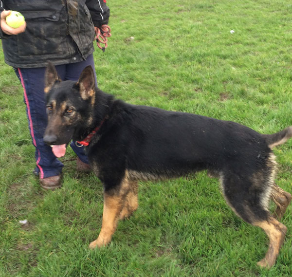 Ollie the german shepherd loves to play ball and it takes his mind off his tail