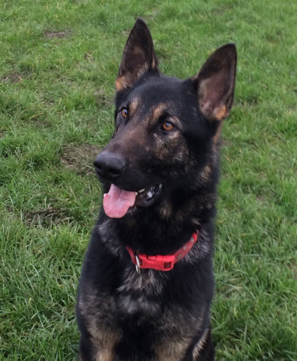 beautiful young german shepherd who chases his tail