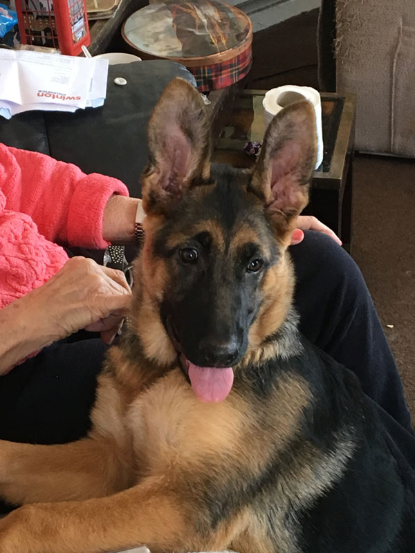 orla the gsd puppy has huge ears