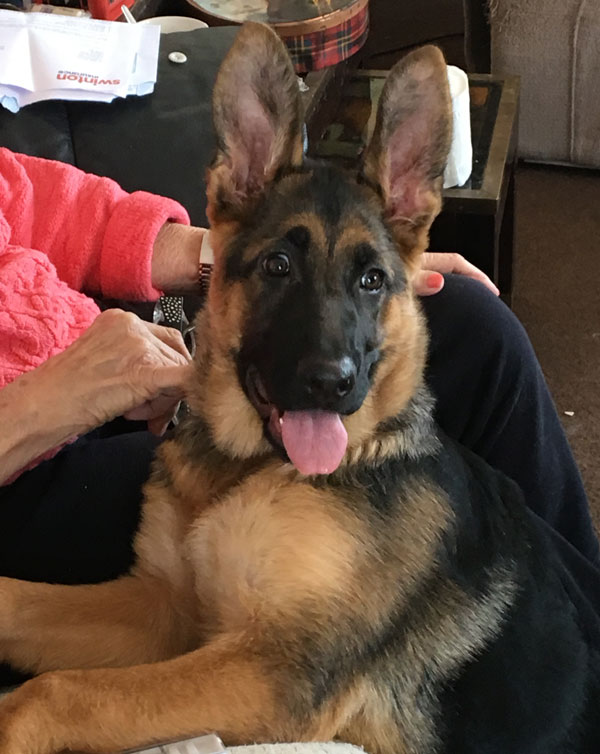 GSD puppy 16 weeks old and in rescue already