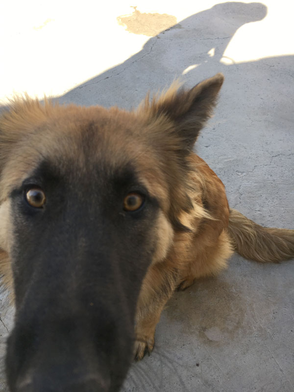 Oscar the GSD puppy says hello.