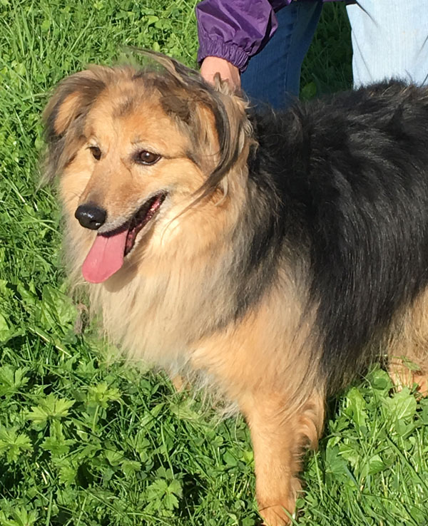 oxford, a lovely gsd colie cross