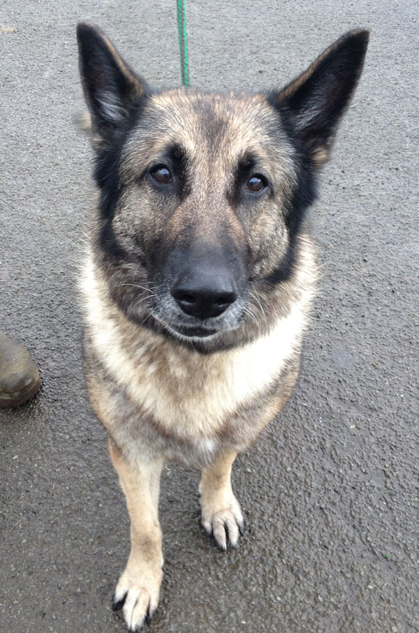 padge sable coated german shepherd