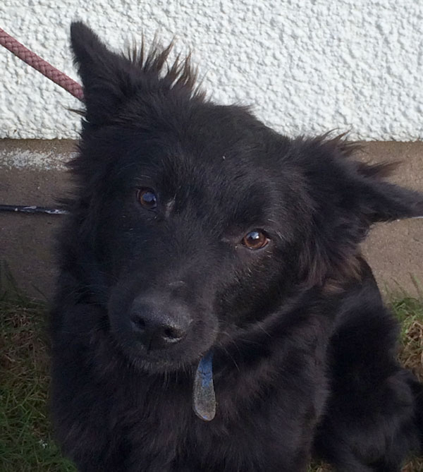 Phoenix the gsd cross puppy is so looking forward to his first ever home