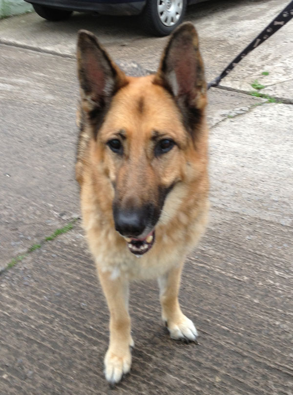 phoebe 12 year old gsd looking for a new home