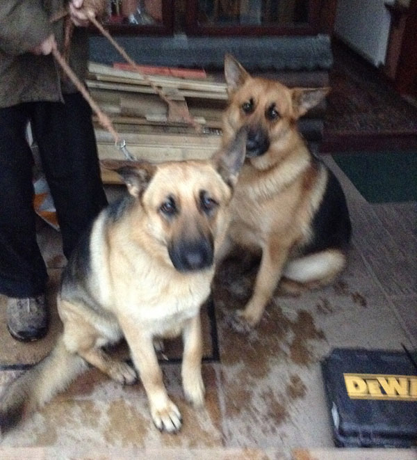 selene and phoebe two german shepherd sisters that need a new home