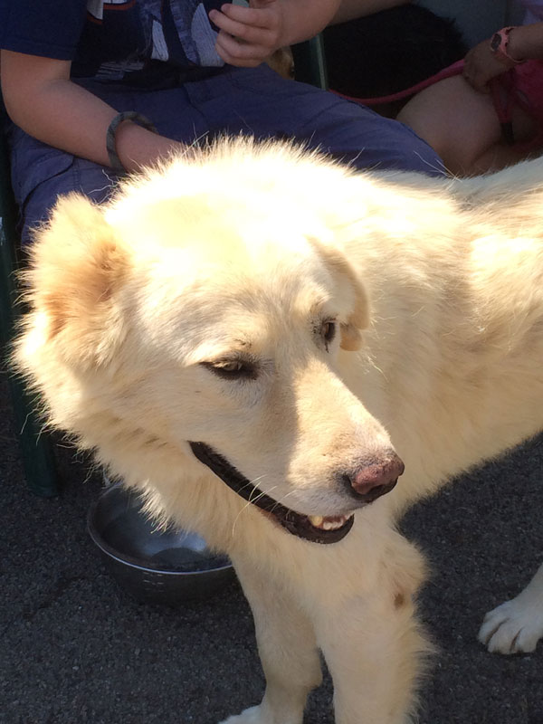 Our lovely Polar white gsd