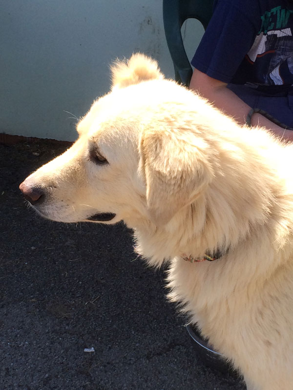 Polar the white german shepherd looking for his new mum and dad