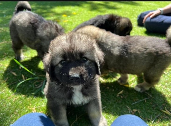 Caucasian Puppies