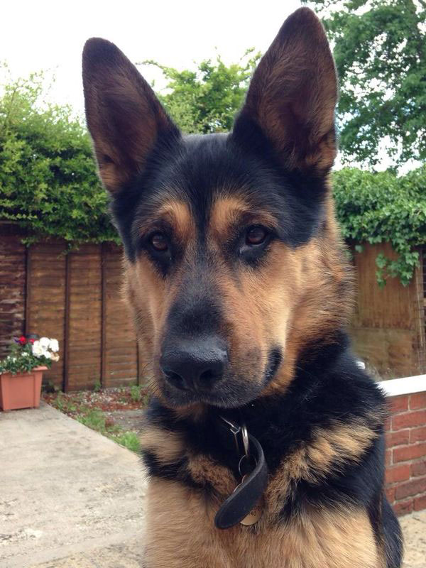 rex very handsome young german shepherd