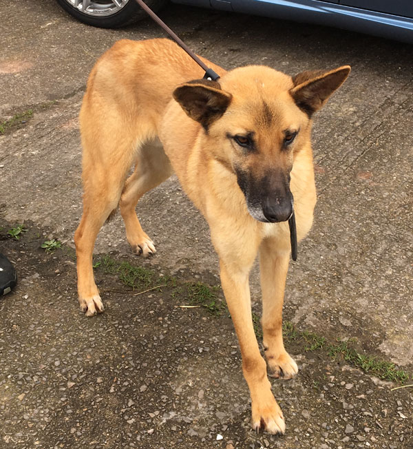 Painfully thin GSD who has been abused by humans.